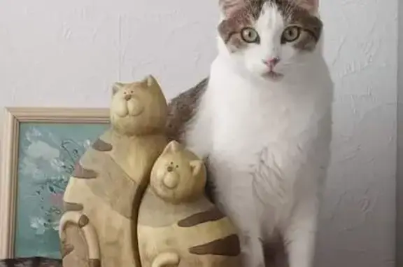 Animaux perdus Langres, photo: Chat tigré perdu près du Lion d'or