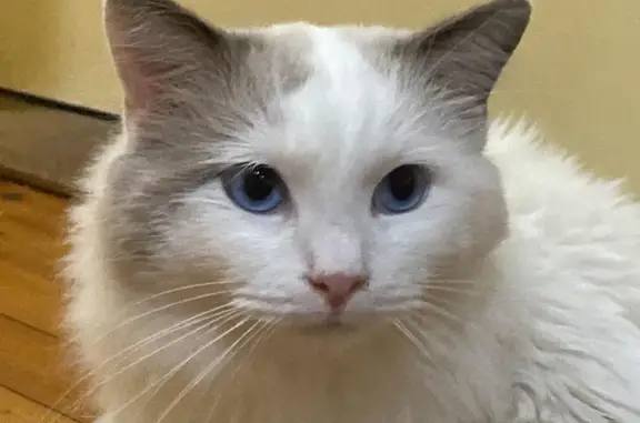 Lost Ragdoll Cat: White & Grey - Willoughby!