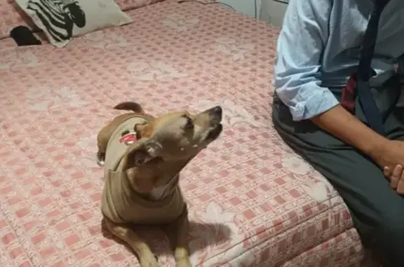 Perros perdidos, , foto: ¡Ayuda! Perro Pequeño Marrón Perdido en Campos