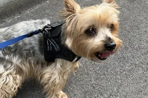 Animaux trouvés Arras, photo: Petit York retrouvé à Arras