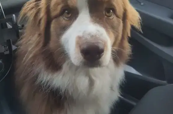 Chien perdu Lentilly, photo : Alerte: Berger Australien perdu