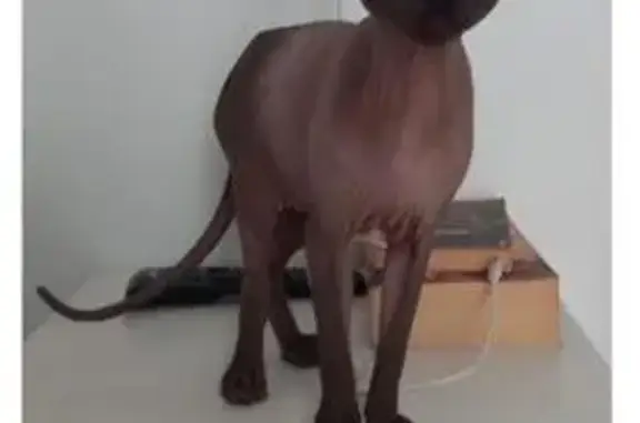 Gatos perdidos, , foto: ¡URGENTE! Gato Perdido en Sevilla-Almonte