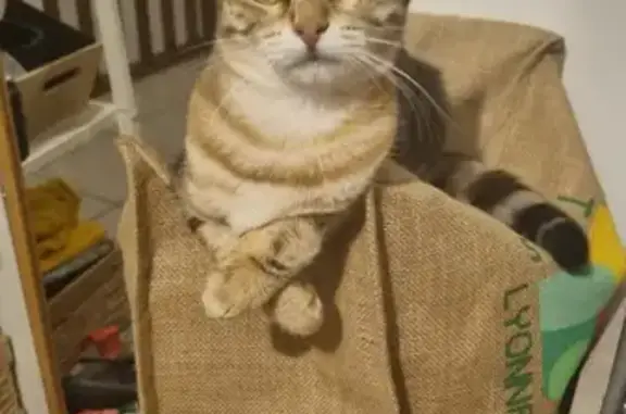 Chat perdu, Bastia, photo: Chaton tigré disparu à Bastia