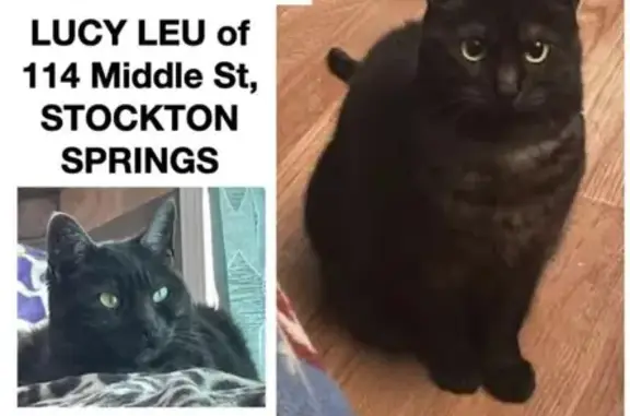 Lost Black Cat on Middle St. 114 - Help!