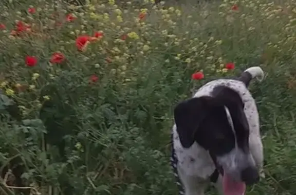 Chiot Braque trouvé à Saint-Victoret - photo