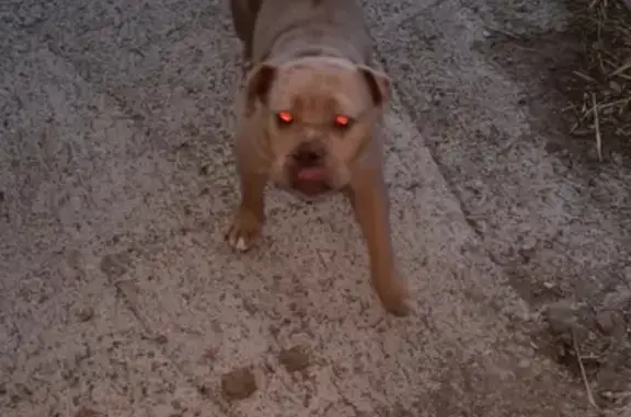 Perros perdidos, , foto: ¡Ayuda! ISi, Bullí Merle Perdido en Andalucía