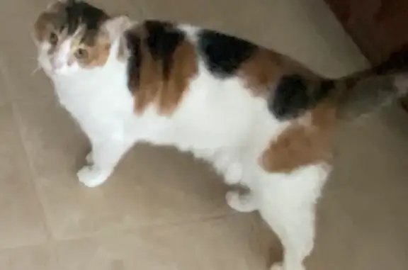 Lost Calico Cat in Mechanicsburg - Help!