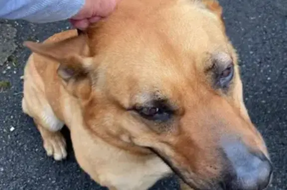 Animaux trouvés , photo: Chien perdu à Morcenx-la-Nouvelle