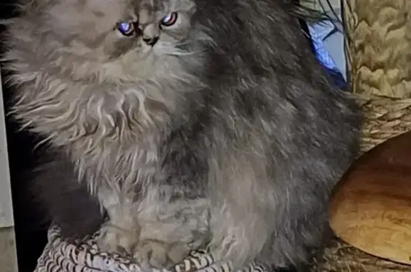 Chat perdu, , photo: Chat gris borgne perdu à Plouyé