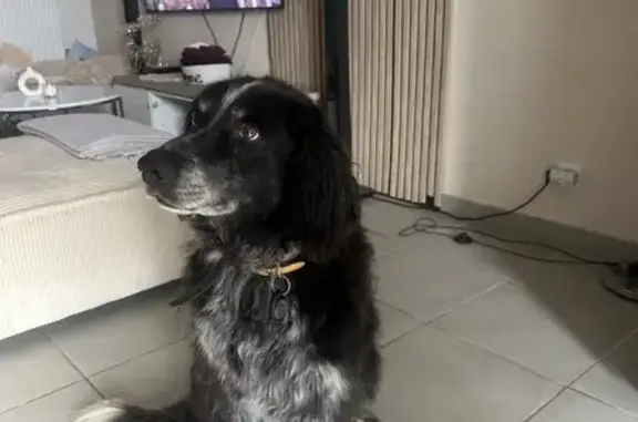 Chien trouvé à Saint-Viance - photo