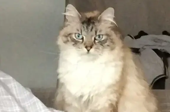 Animaux perdus Nantes, photo: Chat Blanc Perdu à Nantes