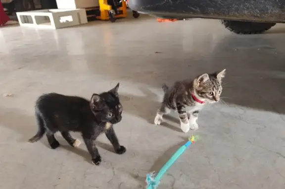 2 Chatons trouvés à Pia, non pucés - photo
