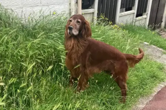 Chien roux croisé trouvé à Clamart - photo