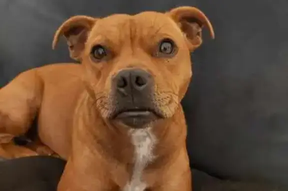 Chienne perdue à Nice - Aidez-nous! - photo