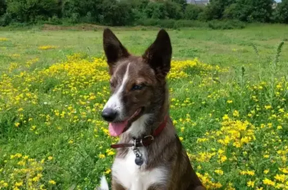 Chien perdu , photo : Upsy, chien perdu à Soulangy