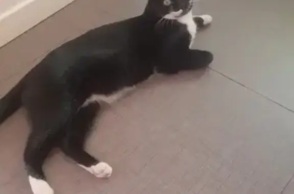 Gatos perdidos, , foto: ¡Ayuda! Gato perdido en Albolote - Negro/Blanco