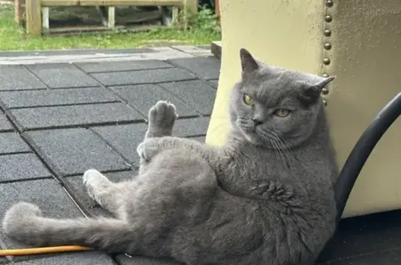 Lost Grey British Shorthair - Jensen Pl, Burnaby