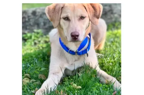 Lost Puppy in Greenwich: Nala the Lab Mix!