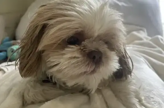 Lost Shih Tzu in Hillsboro - Help Find Her!