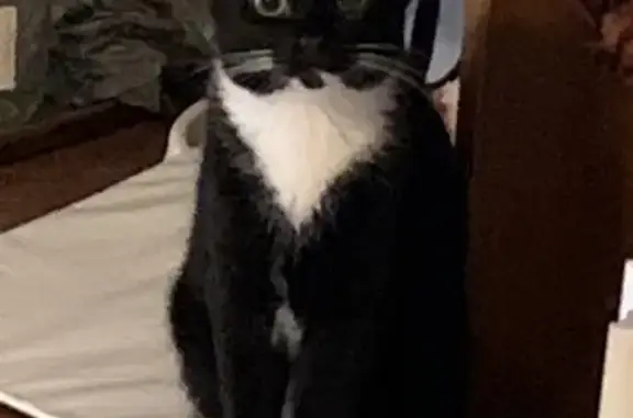 Lost Tuxedo Cat on Timberland Dr, FL