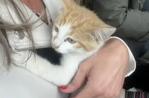 Chaton blanc/roux trouvé à Angers - photo