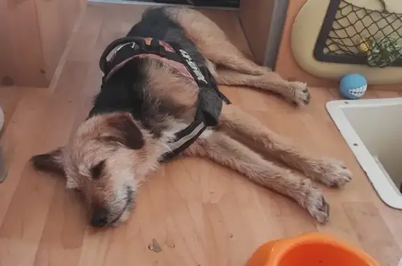 Chien Border Terrier trouvé à Mormoiron - photo