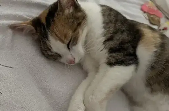 Chaton 8 mois retrouvé à Hennebont - photo
