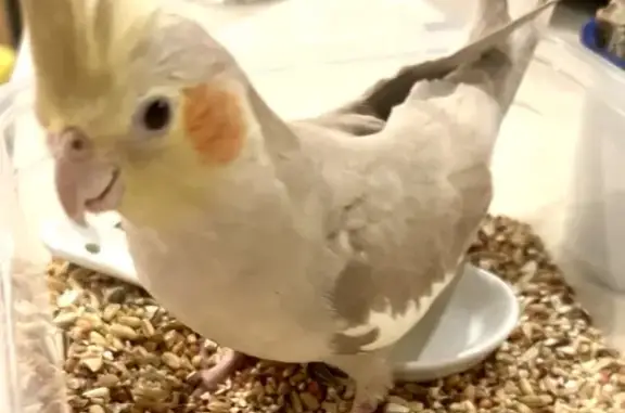 Missing Cockatiel in Burwood - Call if Seen!