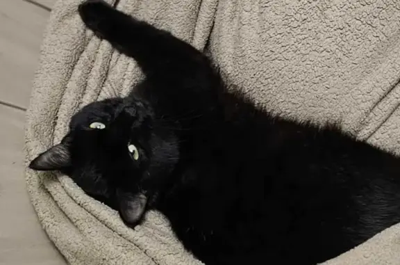 Lost Black Cat on Keith St, Cleveland - Help!