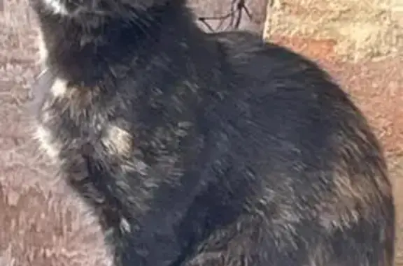 Lost Kitten Alert: 10-Month-Old Female - Help!