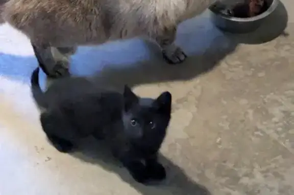 Chaton noir sauvé à Dainville - photo