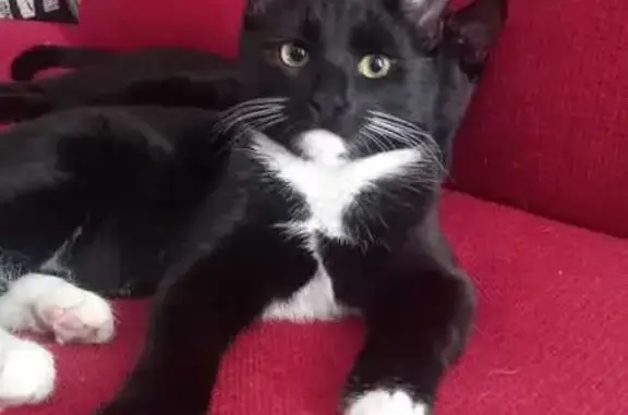 Lost Tuxedo Kitten in Cape Town - Help!