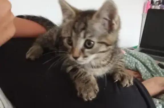Chaton au collier trouvé à Royan - photo