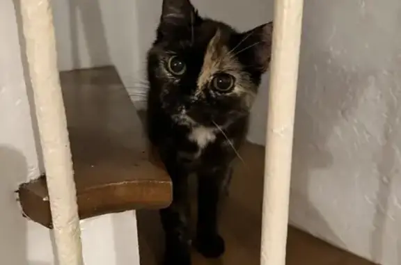 Chaton écaille trouvé rue Ramey - photo