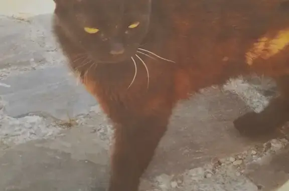 Chat trouvé Marolles-sur-Seine, photo: Chat trouvé: tête noire, corps brun