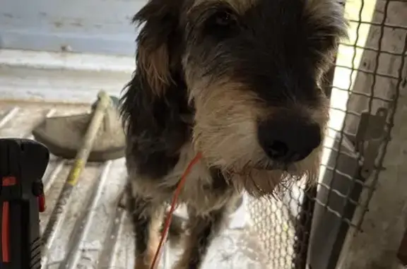Chien Griffon Perdu à Parcoul - photo