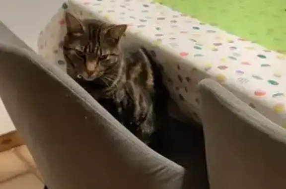 Chat tigré perdu à Fameck - photo