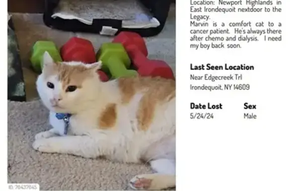 Help Find Marvin: Lost Cat in Irondequoit, NY