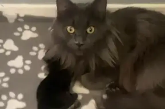 Lost Main Coon Cat - Help Reunite Family!