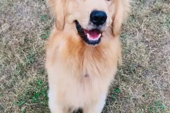 Happy, Golden Retriever perdu - photo