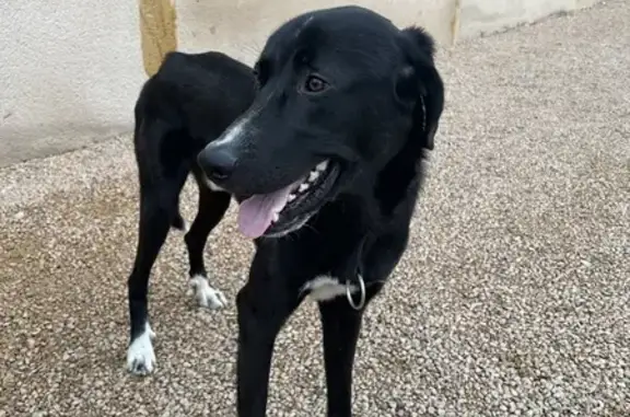 Chien trouvé , photo: Chien perdu à Varenne retrouvé