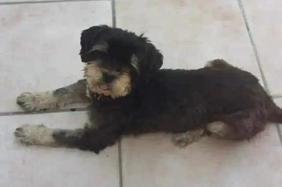 Chien perdu Gujan-Mestras, photo : Chien Perdu: Caline, Shi Tzu Noir