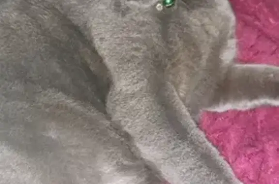 Animaux perdus Valence, photo: Chat gris chartreux perdu à Valence