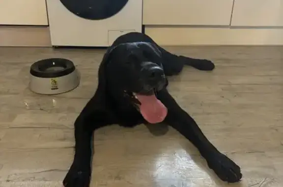 Labrador noir âgé trouvé à Vonnas - photo