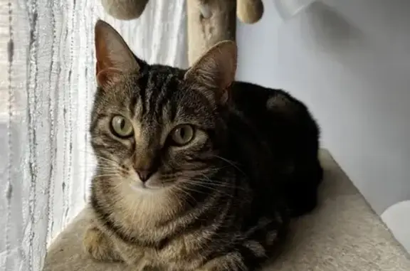 Animaux perdus Villemandeur, photo: Chat tigré perdu à Villemandeur
