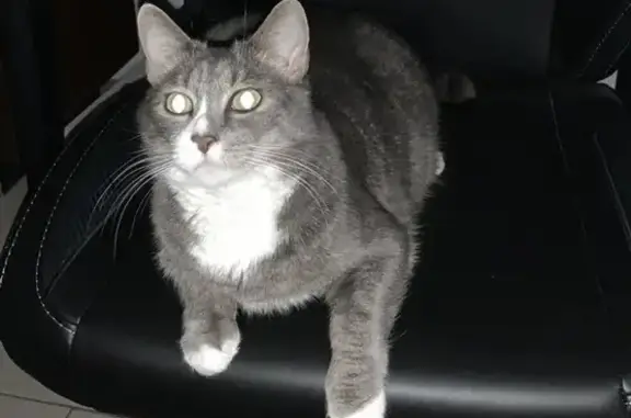 Lost Cat in North Amityville: Grey & White Tabby