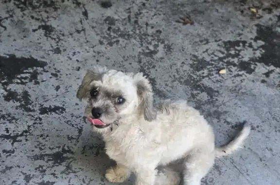 Help Find Lost Shihpoo in Fort Worth!