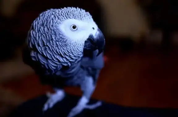 Lost and found pets Lexington, photo: Lost Grey Parrot Sam - James Harper Trail!