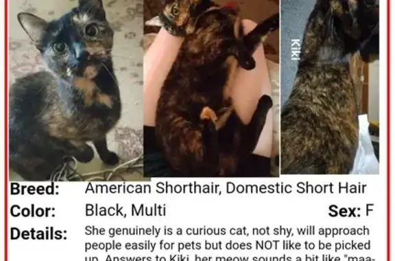 Lost Tortie Cat with Green Eyes - Spruce St Help!