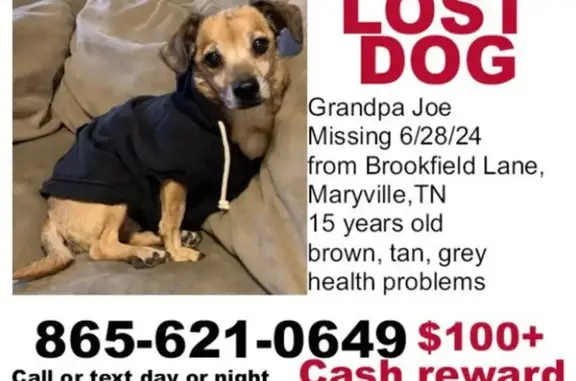Lost Senior Dog in Maryville - Help Us!